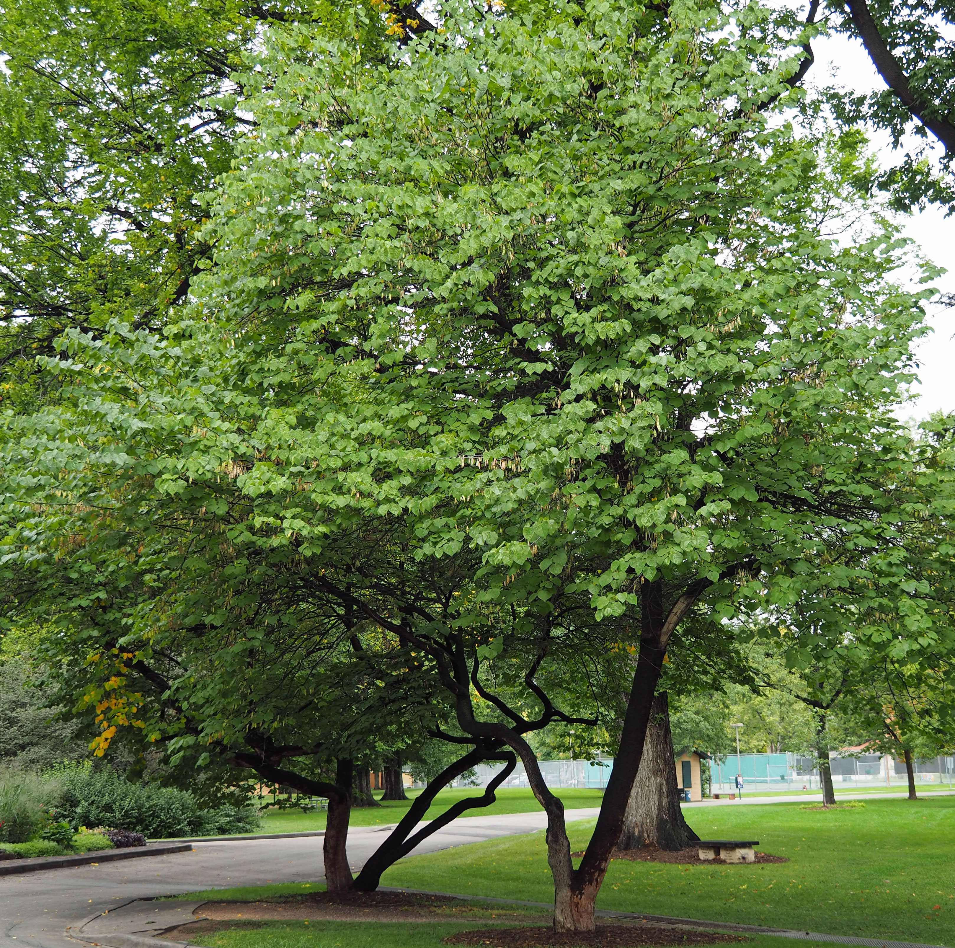 Redbuds at the intersection of Sheldon and City Park Drives