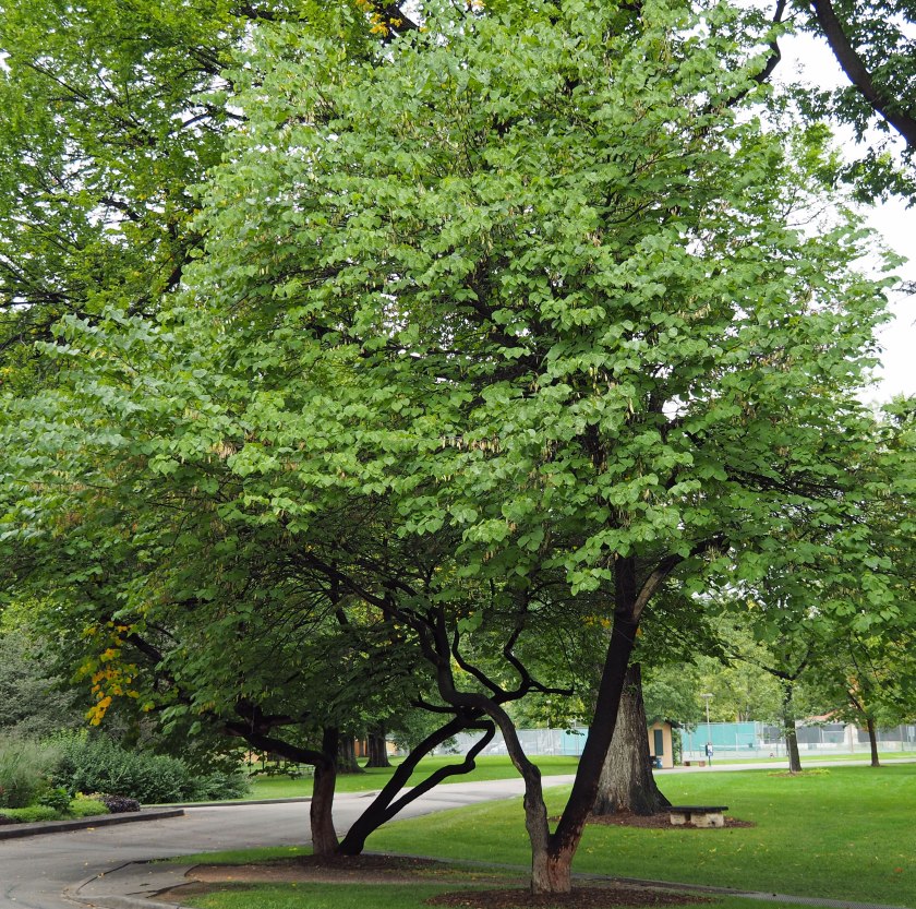 Redbuds at the intersection of Sheldon and City Park Drives