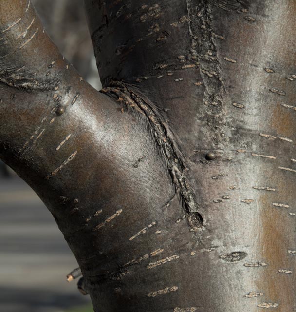 American Mountain Ash bark