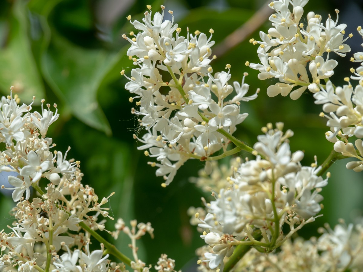 Lilac Tree-Extending the Blooms But Do They Smell&nbsp;Good?