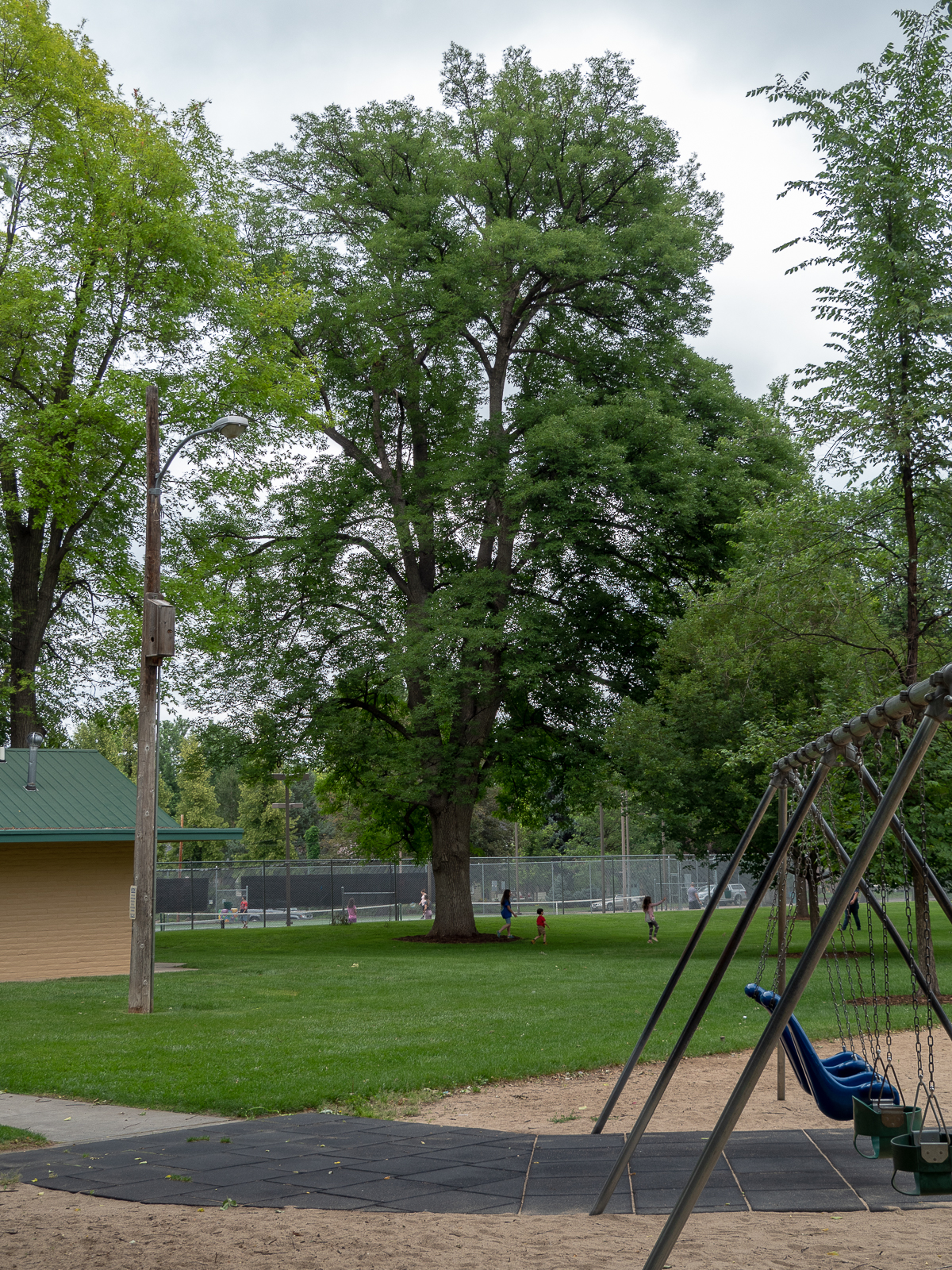 How a Little Green Jewel Beetle May Change Major League Baseball Lovers Way of Life—The Real Ash&nbsp;Trees