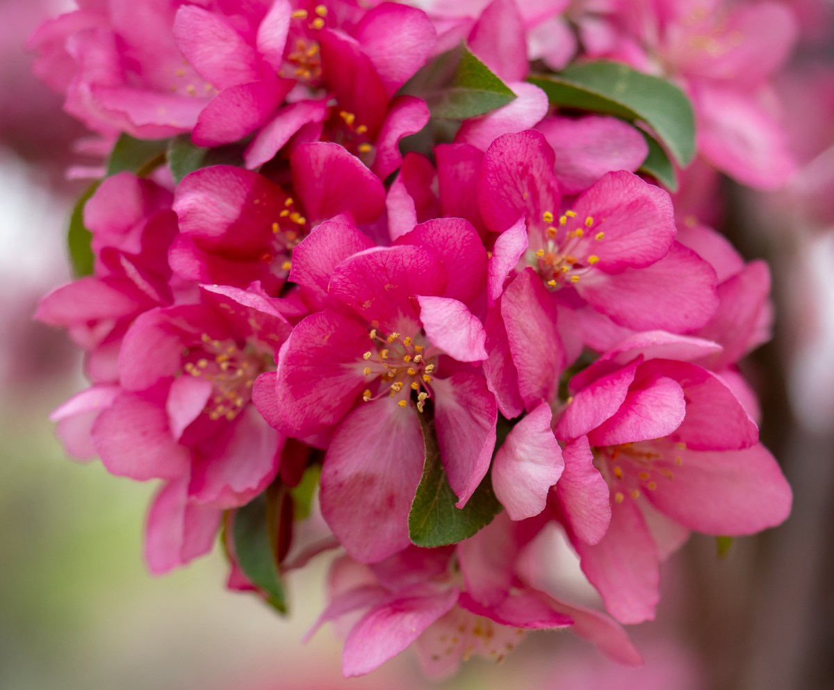 Spring Glory—Crabapples