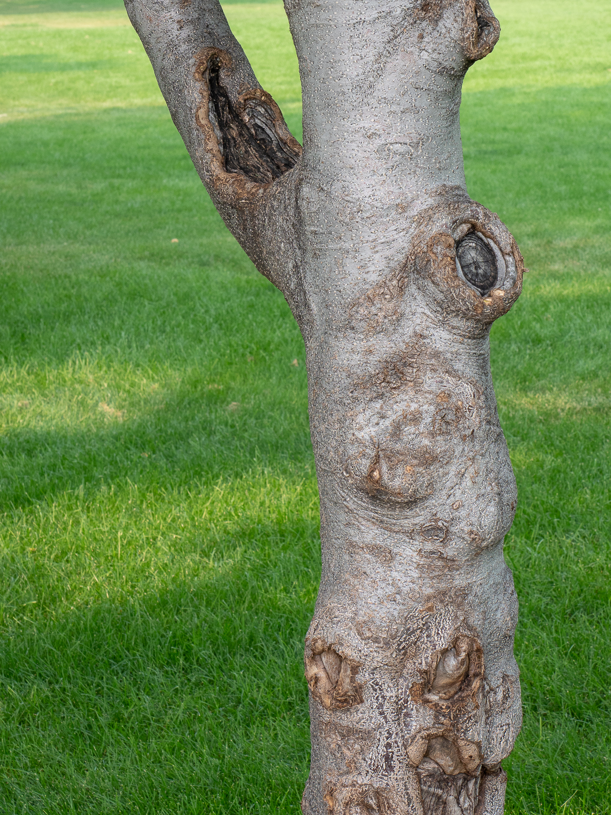 Bees at the Bee-Bee&nbsp;Tree
