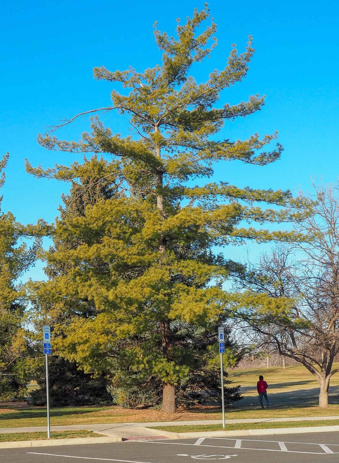 Eastern White Pine (Pinus strobus)