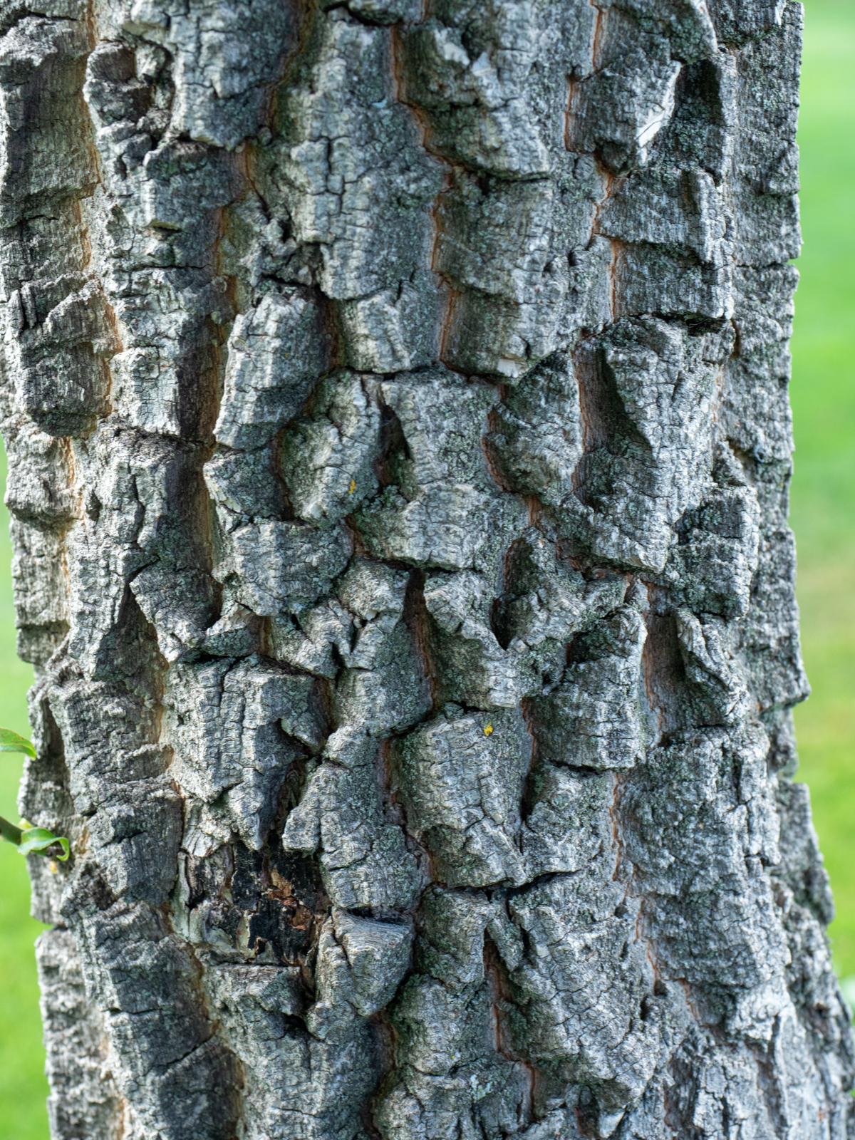 Do Persimmon Trees Have Seeds that Predict the Coming&nbsp;Winter?