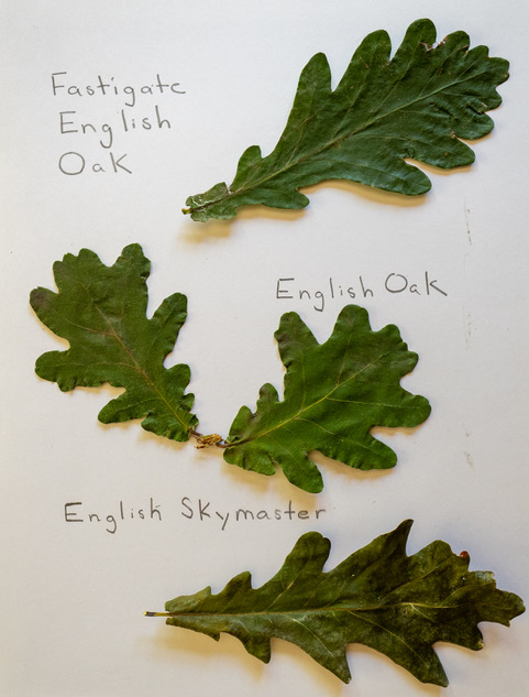 English Oaks