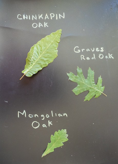 Graves and MOngolian