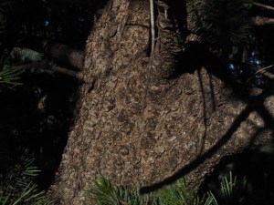 Bristlecone bark