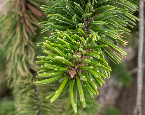 Bristlecone closeup