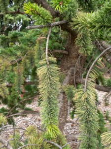 Close up of a branch