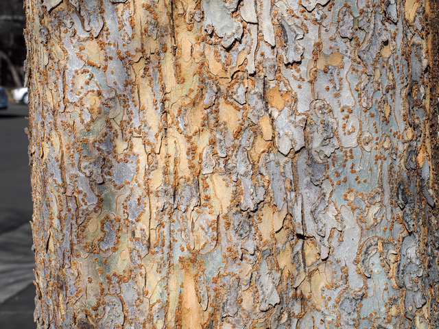 Lacebark elm trunk